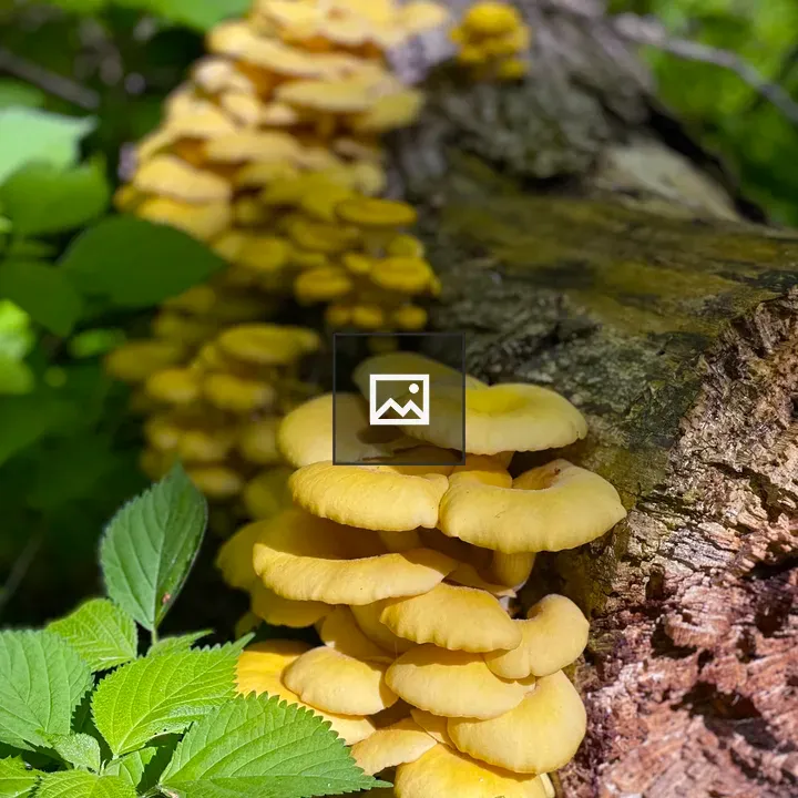 Golden oyster mushrooms