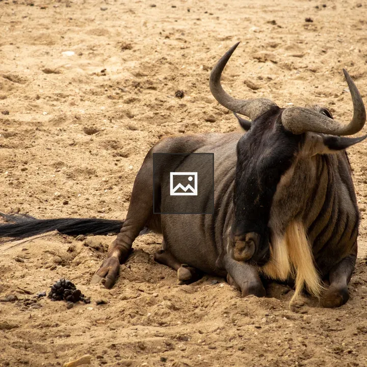 Wildebeast resting at Burger's Zoo