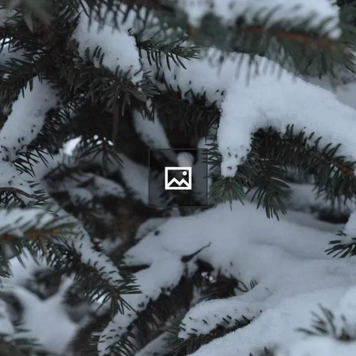 Snow on a spruce