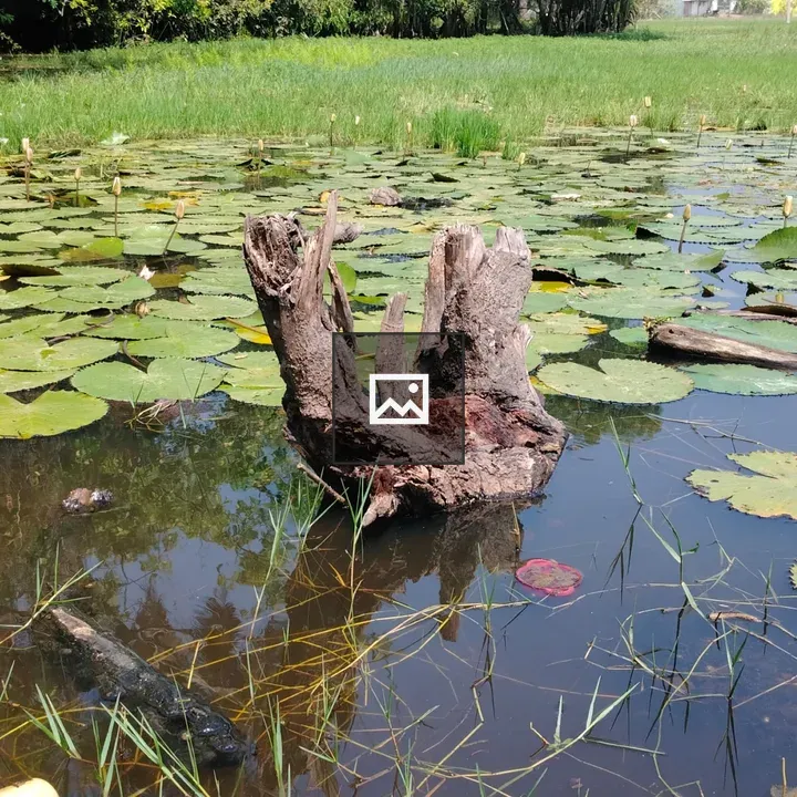 Pond with Water Lilies and Fallen Tree