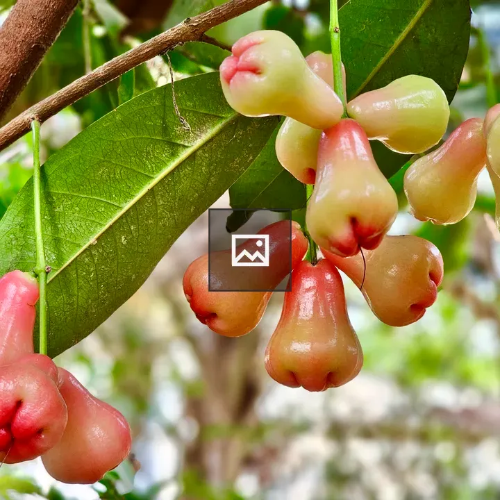 Wax apple fruits in garden