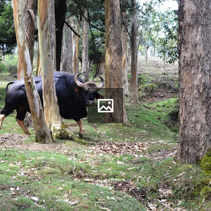 Indian bison male in nature