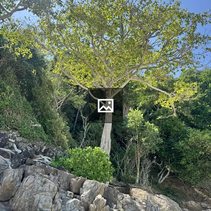 Tall tree among rocks and forest