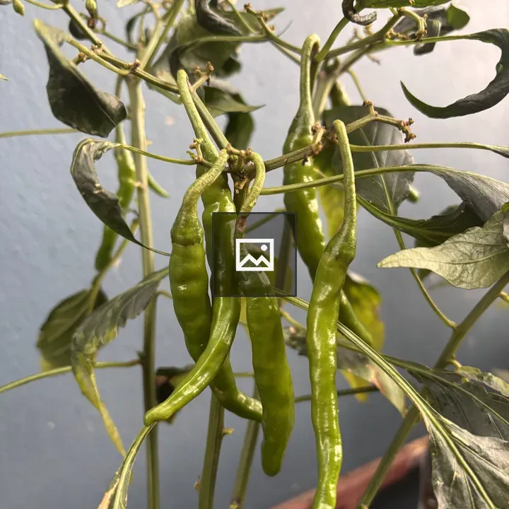 Chili Pepper Plant Close-Up