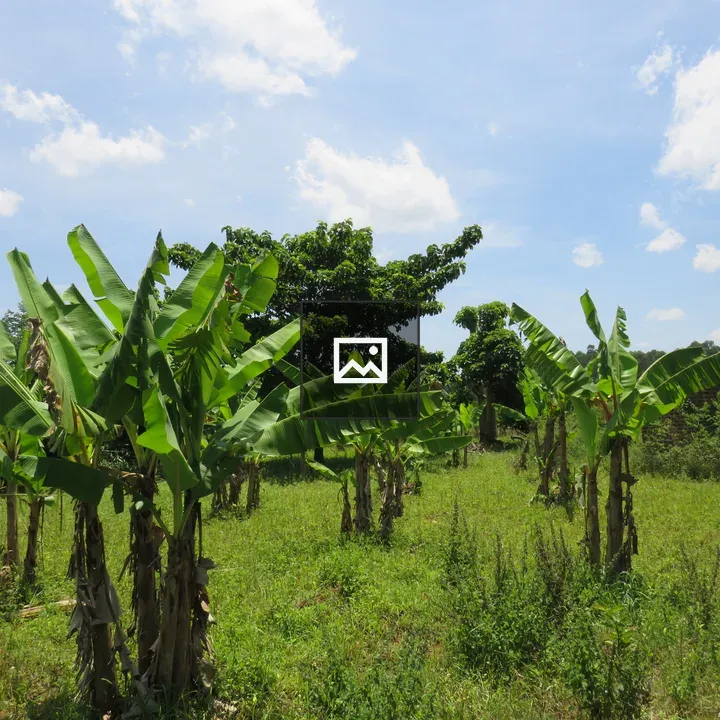 Young banana trees in clearing