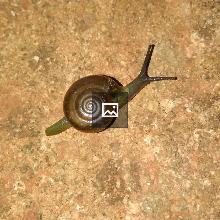 Close-up snail on earthy surface