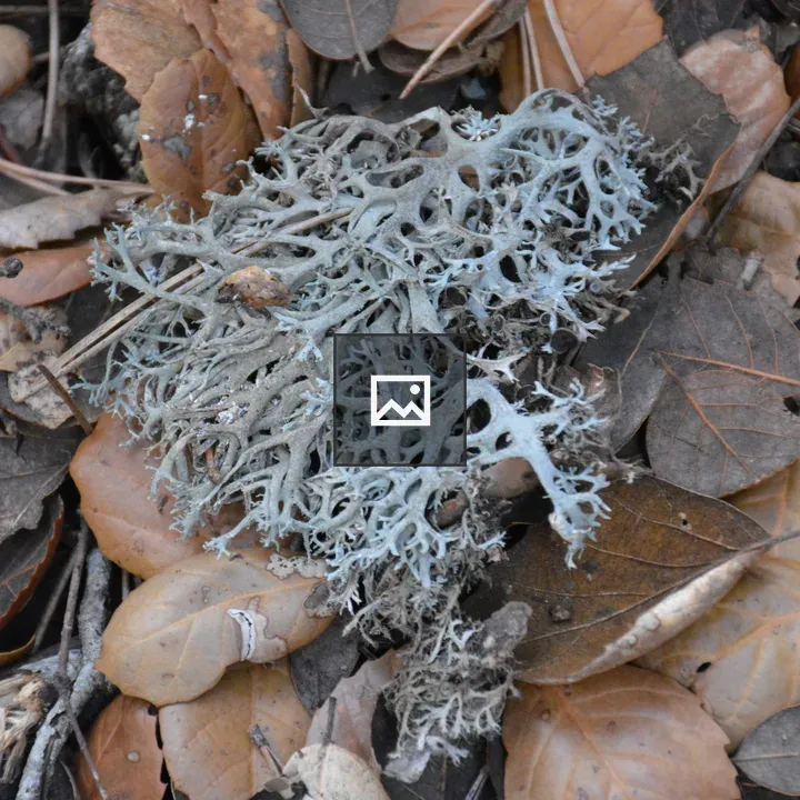 Close-up of pale lichen on leaves