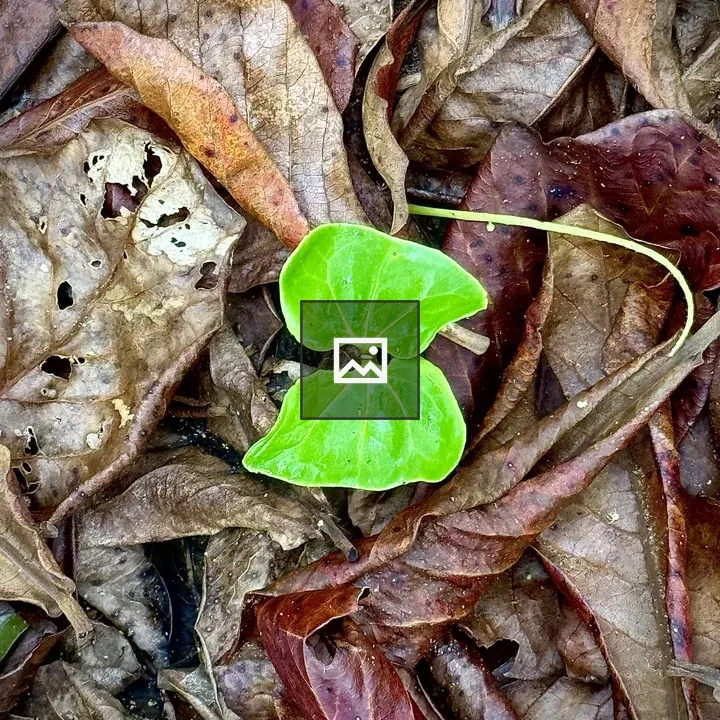 Green plant sprouting from leaf litter