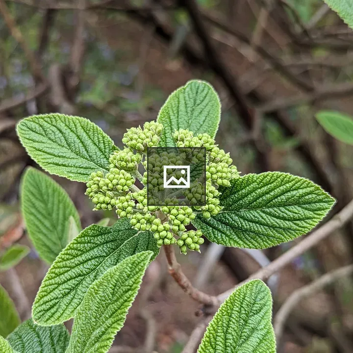 Tiny green buds in center of new leaves