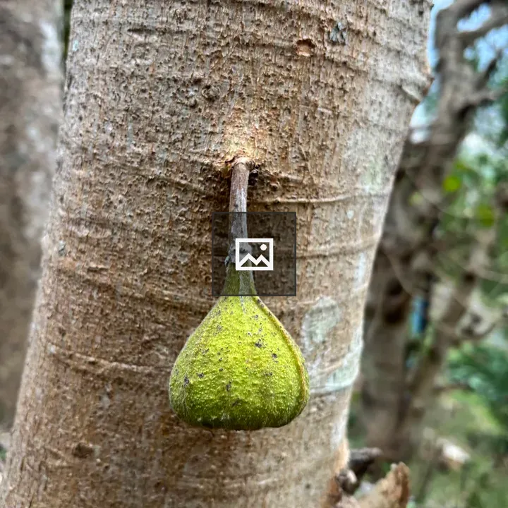 Pear-shaped green bud on tree bark