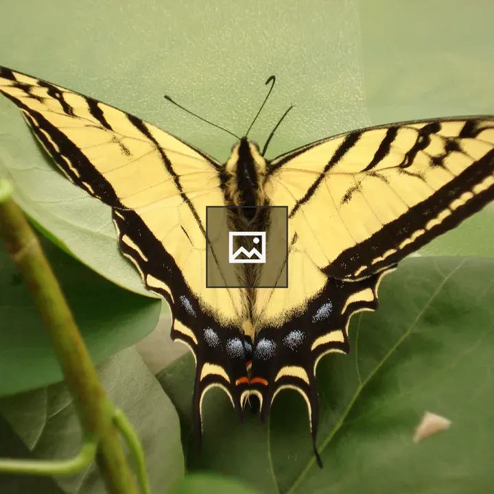 Yellow Butterfly