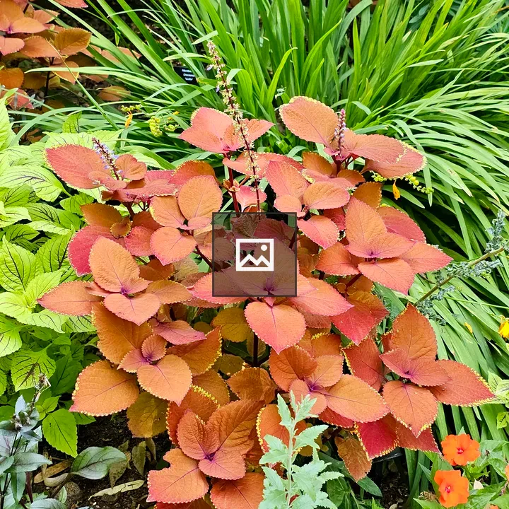 Vibrant coleus leaves