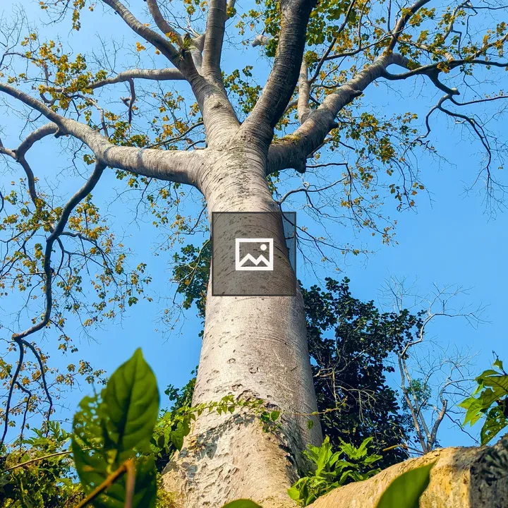 Tall tree against blue sky