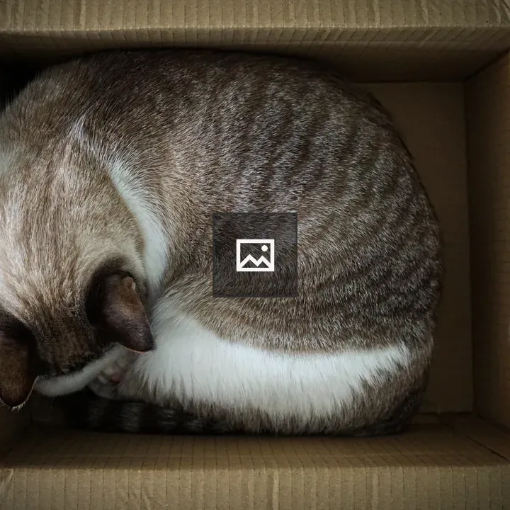 White and brown cat in box
