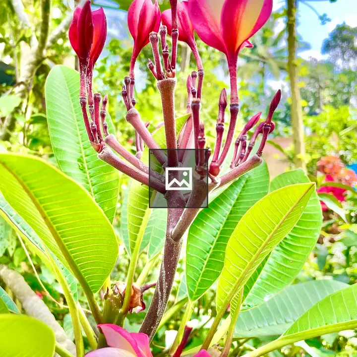 Plumeria flowers and buds