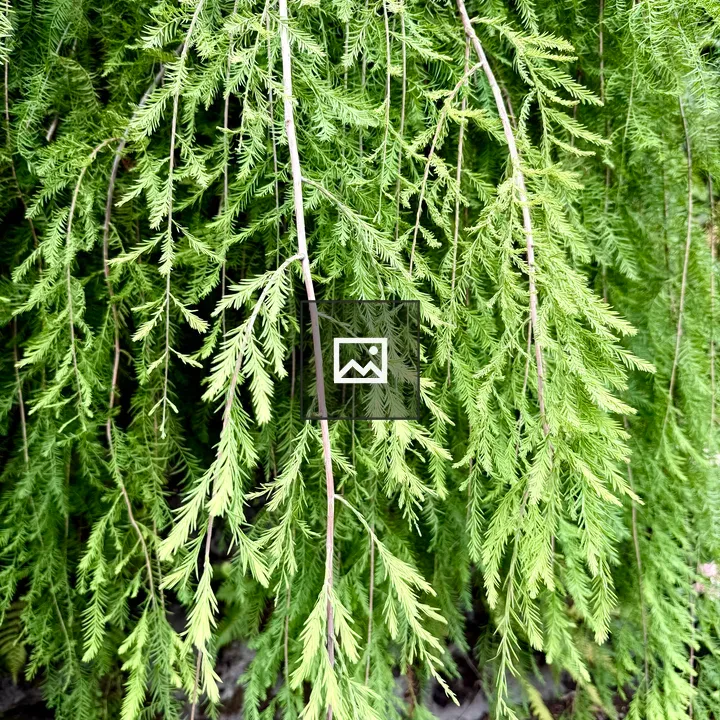 Close-up of weeping conifer branches