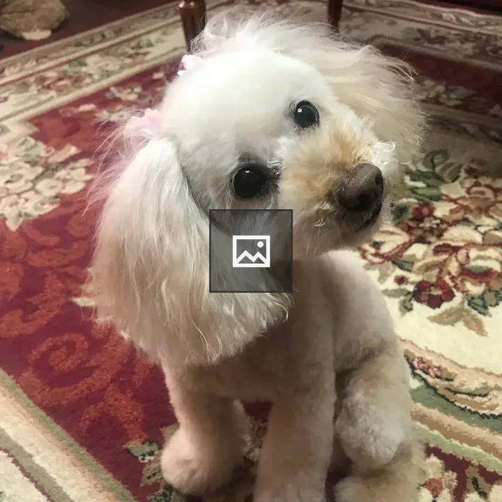 Dog Toy Poodle Tilting