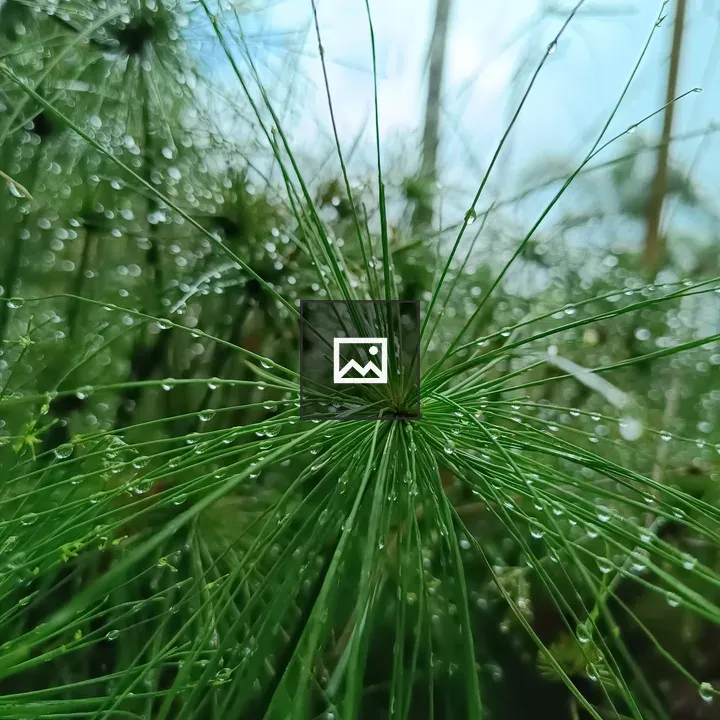 Grass with raindrops closeup