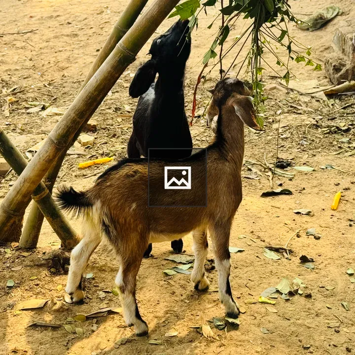 Goats Eating Leaves Under Bamboo