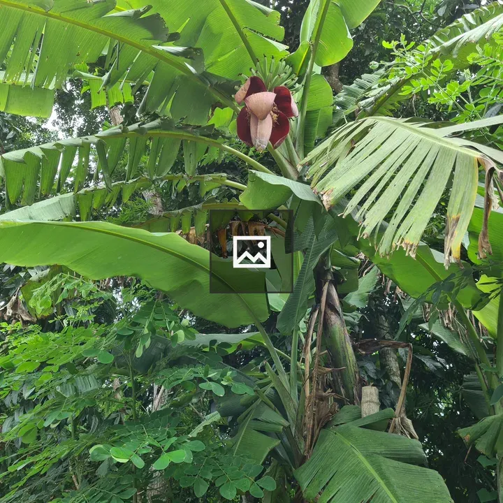 Banana Tree