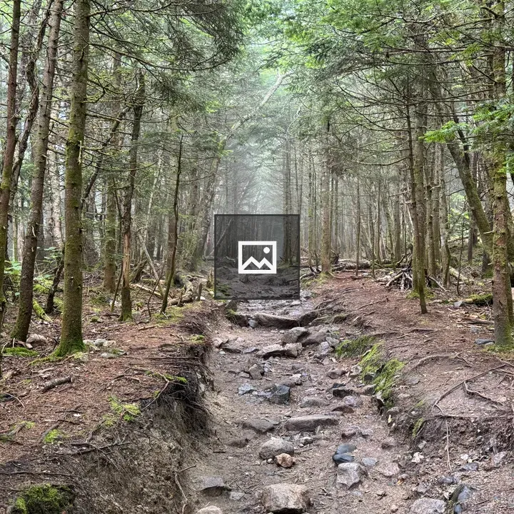 Rocky Forest Trail to Mount Willard