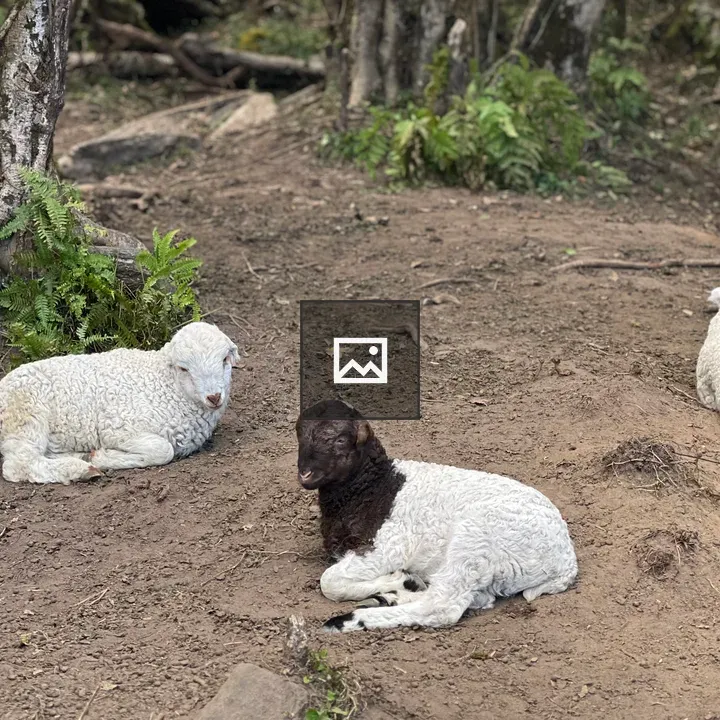 Three lambs on forest trail
