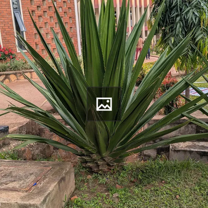 Green spiky plant beside stone base