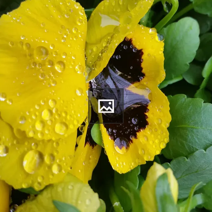 Water on a pansy