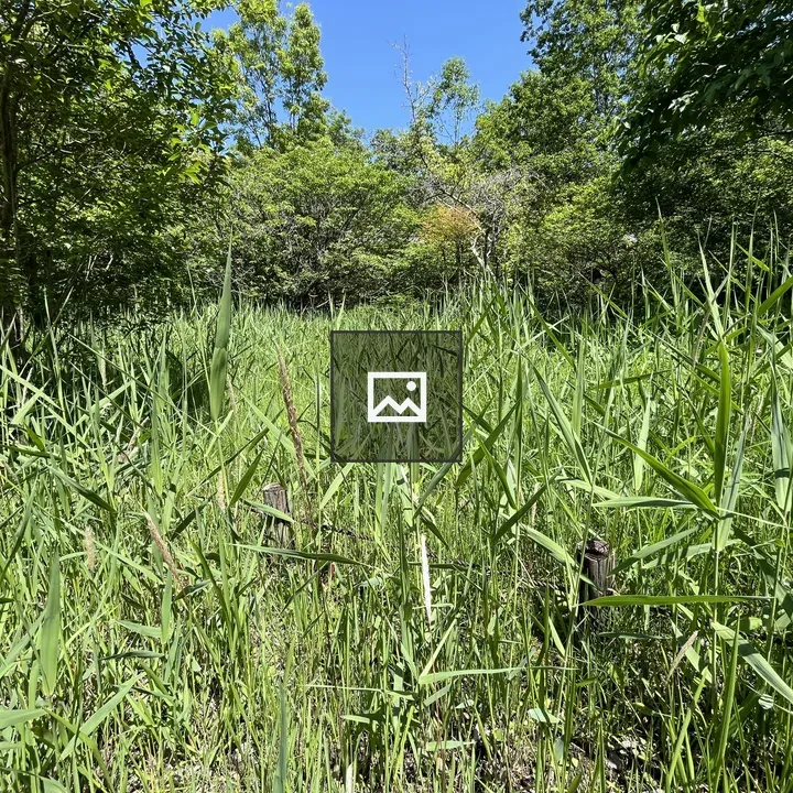 Meadow with Grass and Trees