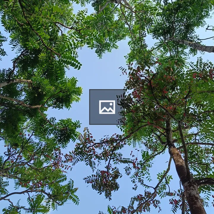 Tree and sky shoot from bottom up