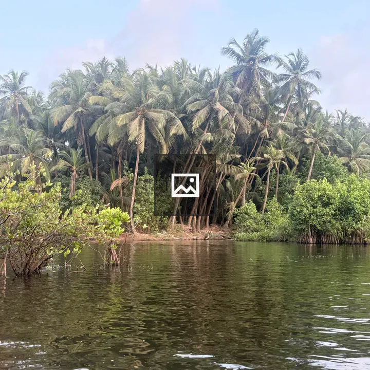 Serene water with palm trees
