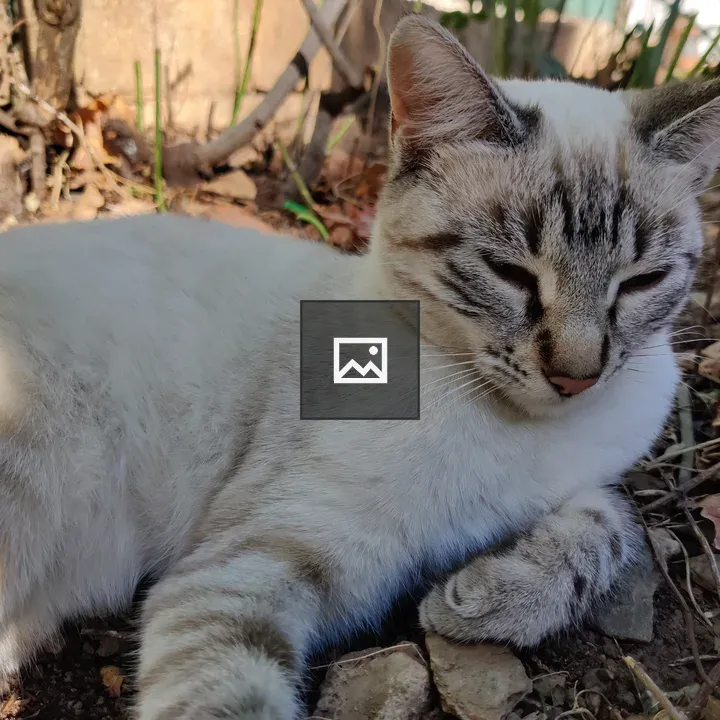 Close-up of a resting cat