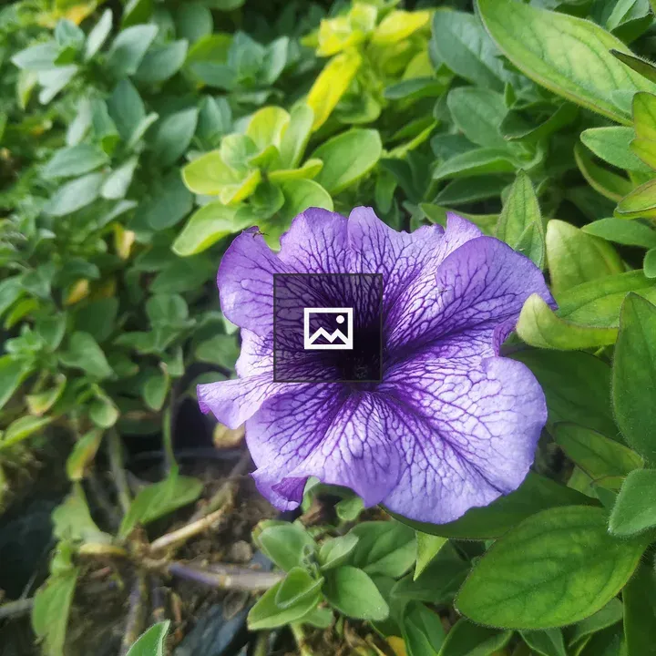 Purple petunia on green