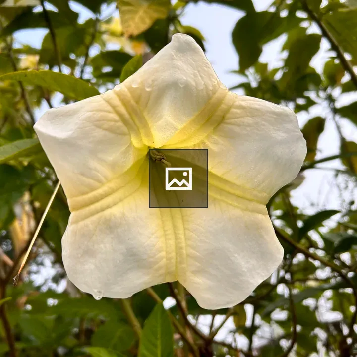 White trumpets in nature