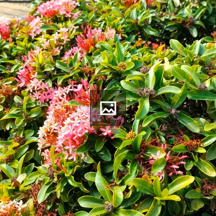 Pink Flowers on Green Bush