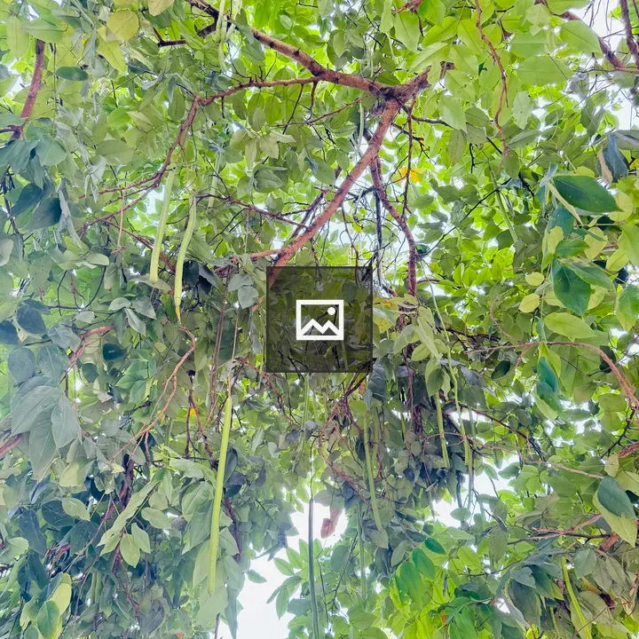 View of lush tree canopy with hanging pods