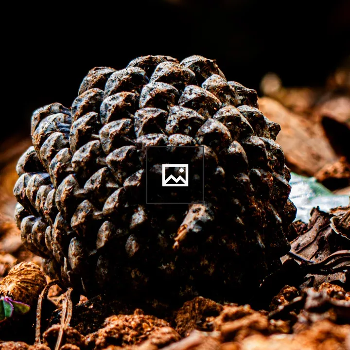 Pine Cone Close-Up