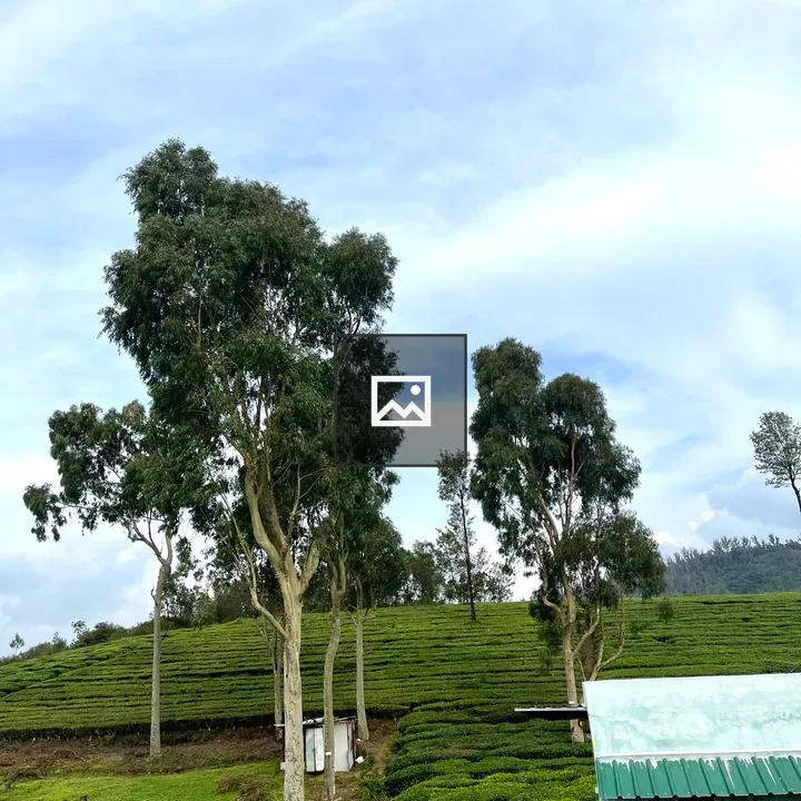 Tea plantations