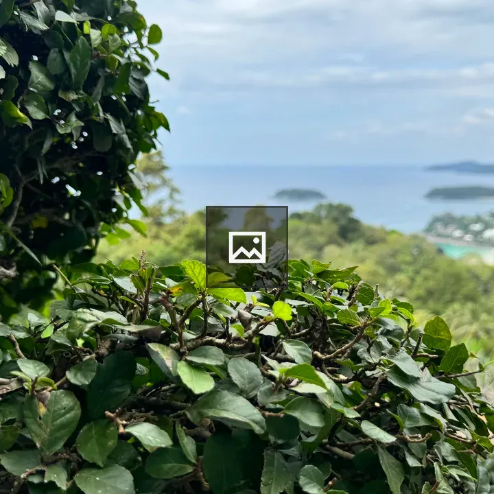 Tropical coastline through bush branches