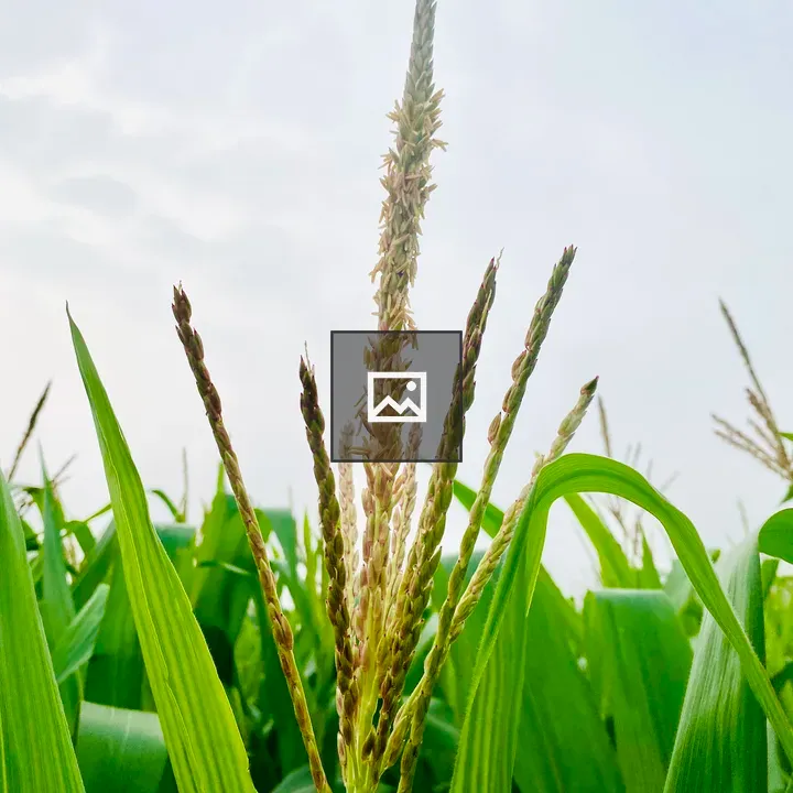 Top of a corn plant