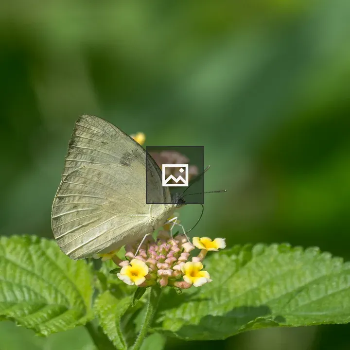 Female Lemon Emigrant butterfly