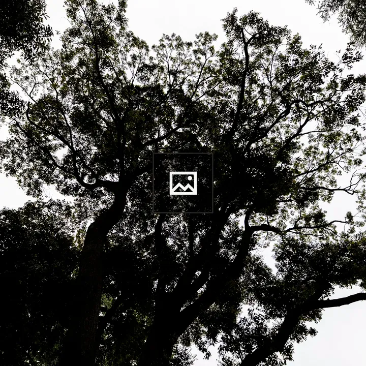 Dark silhouette of a tree