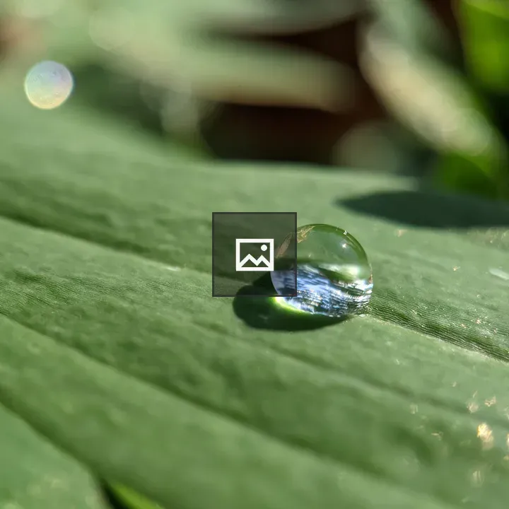 Water bead on a leaf