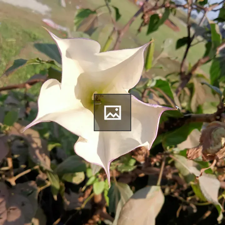 White trumpet flower close-up