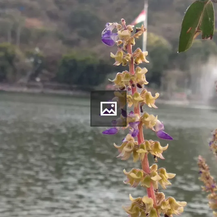 Lake with flower and leaves