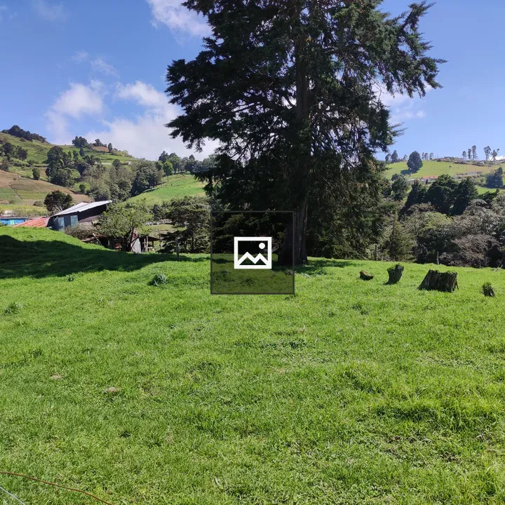 Solitary tree in green pasture