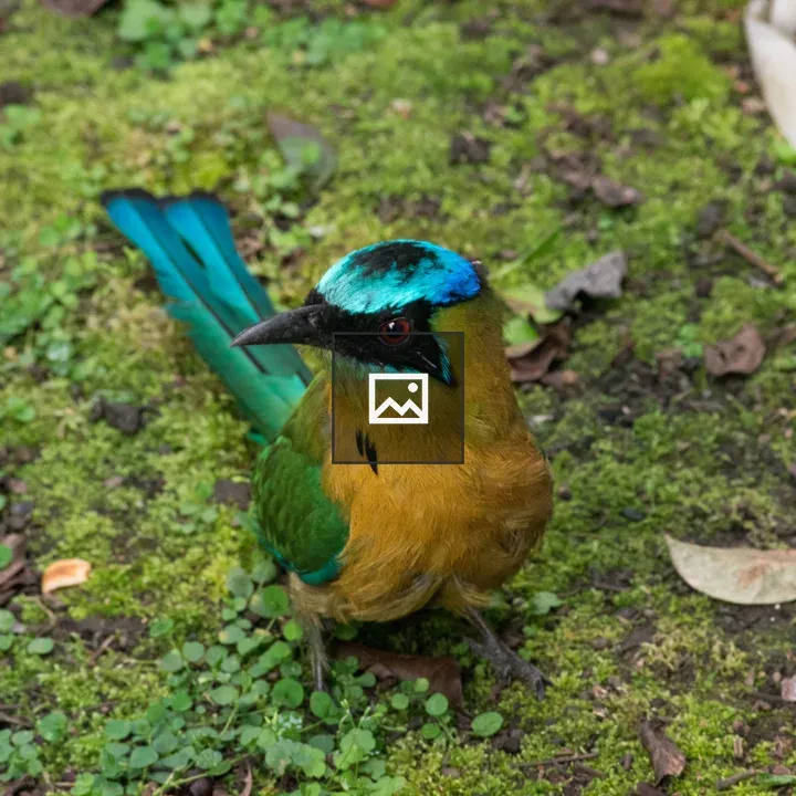 Momotus Momota bird in Costa Rica