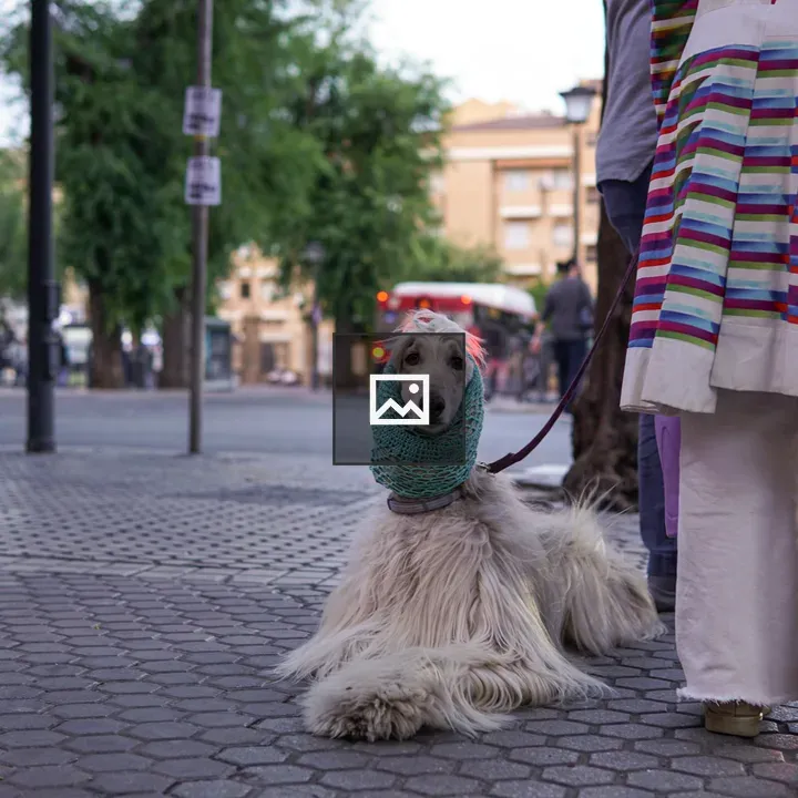 Afghan Hound with Wool Scarf