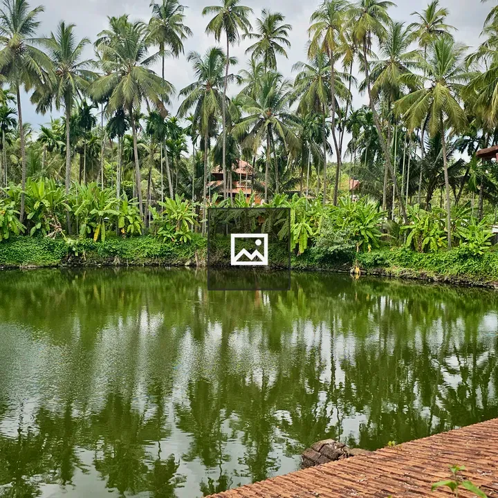 Tall coconut trees by still water