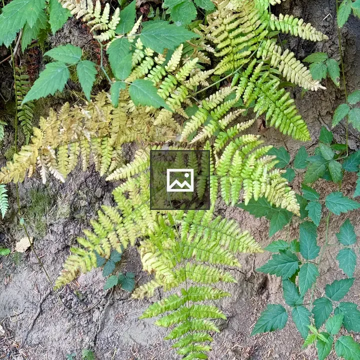 Fern on shaded soil slope